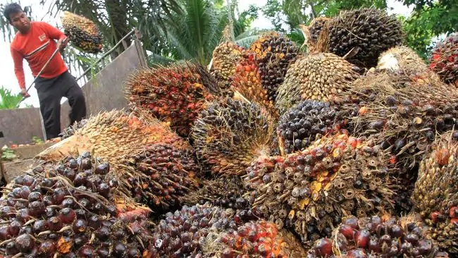 Terbesar indonesia di pulau terdapat sawit kelapa perkebunan di Perkebunan Sawit