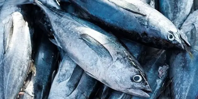 Daerah Penghasil Ikan Tuna